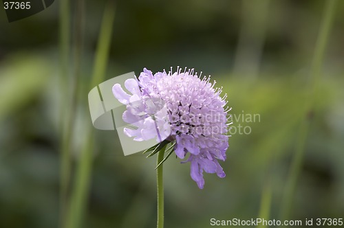 Image of Violet flower