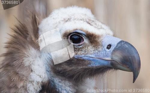 Image of Face portrait of a Cinereous Vulture (Aegypius monachus)