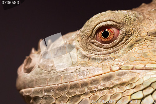 Image of Close-up of a green iguana resting