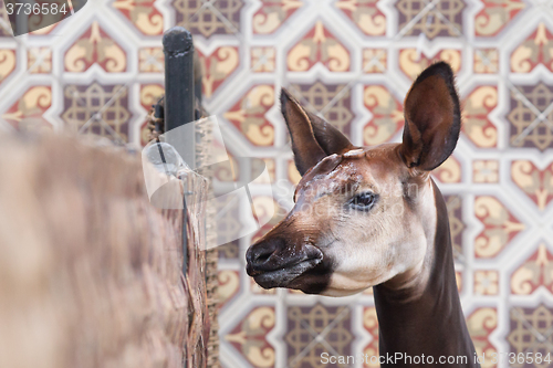 Image of Close-up of an okapi