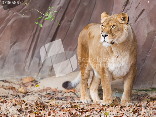 Image of Lion on alert