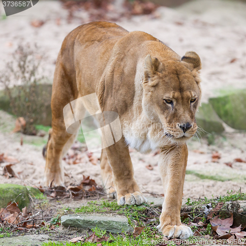 Image of Lion on alert