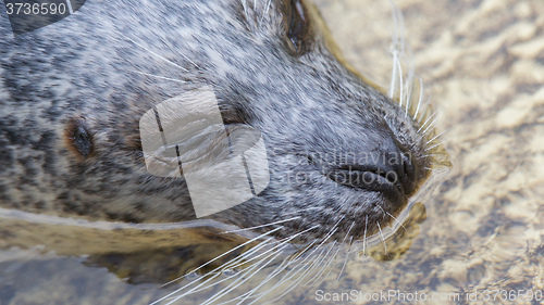 Image of Phoca vitulina, European common seal in the water