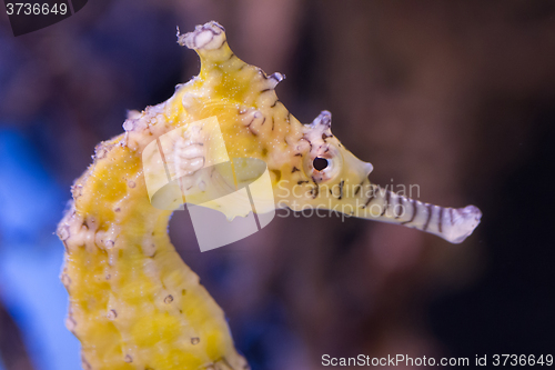 Image of Very young seahorse, selective focus on the eye