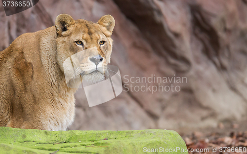 Image of Lion on alert