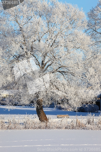 Image of Winter Park with trees