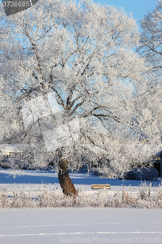 Image of Winter Park with trees