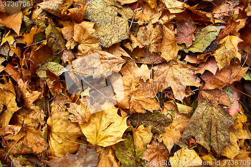 Image of Dead leaves shot ideal for backgrounds