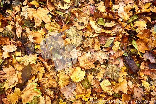 Image of Dead leaves shot ideal for backgrounds