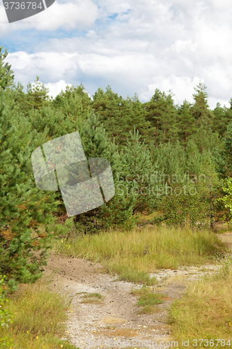 Image of summer spruce forest and path