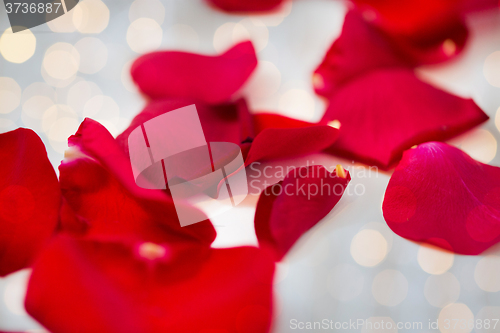 Image of close up of red rose petals