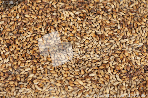 Image of malt grains closeup
