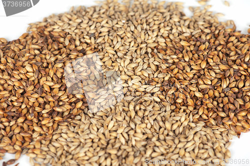 Image of malt grains closeup