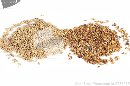 Image of malt grains on white