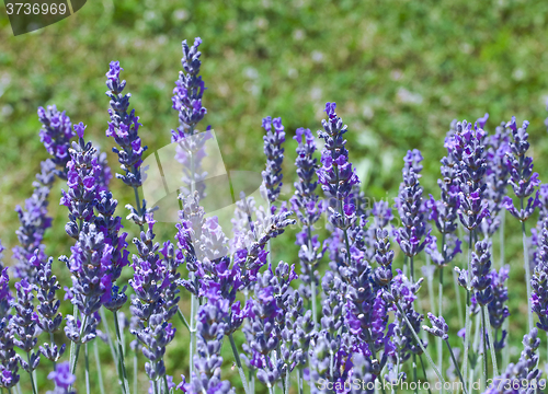 Image of Violet Lavender Flowers
