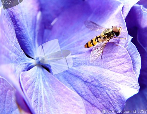 Image of trip to hydrangea