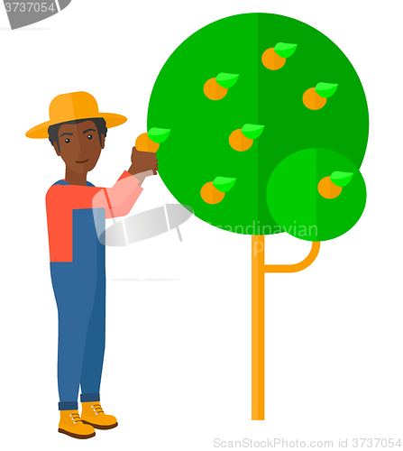 Image of Farmer collecting oranges.