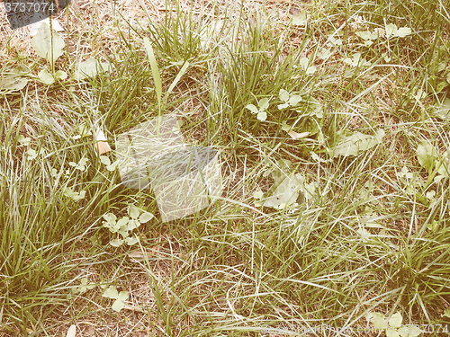 Image of Retro looking Green grass meadow background