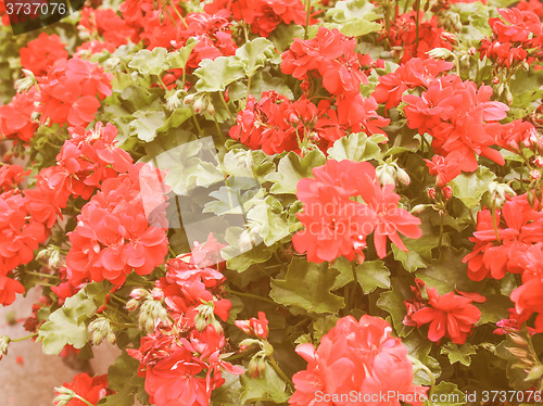 Image of Retro looking Geranium flower