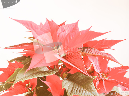 Image of Retro looking Poinsettia Christmas star