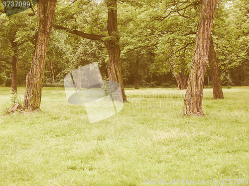 Image of Retro looking Tree in a park