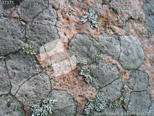 Image of lichen background