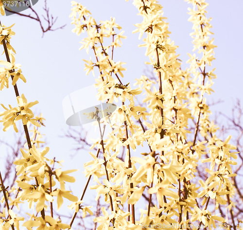 Image of Retro looking Forsythia picture