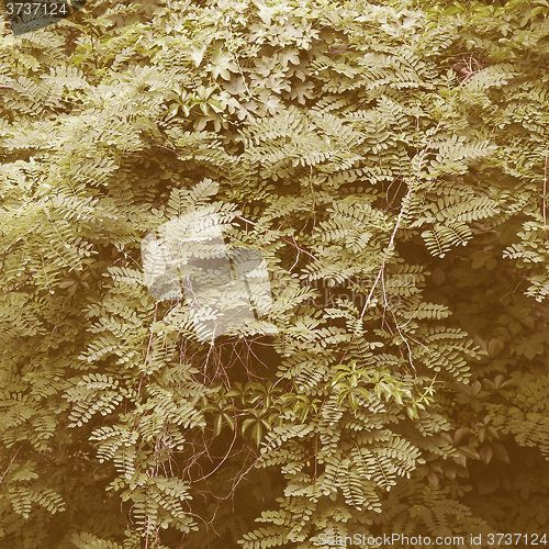 Image of Retro looking Foliage picture