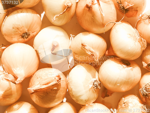 Image of Retro looking Onions picture
