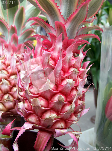 Image of Pineapple