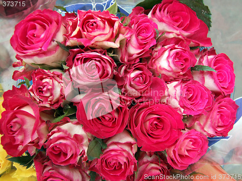 Image of Pink roses