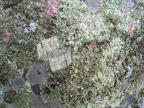 Image of lichen background