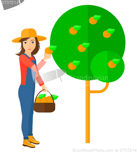 Image of Farmer collecting oranges.