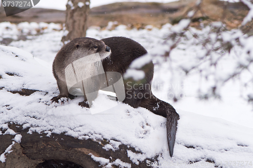 Image of Otter