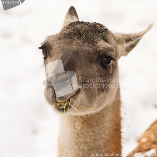 Image of Guanaco (Lama guanicoe)