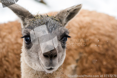 Image of Guanaco (Lama guanicoe)