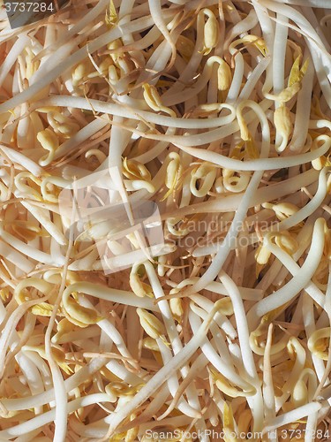 Image of Mung bean sprouts vegetables