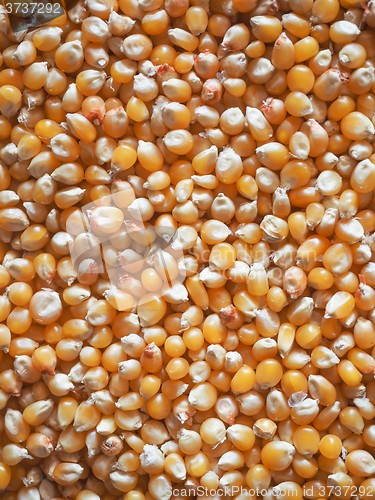 Image of Pop corn maize