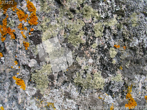 Image of lichen background