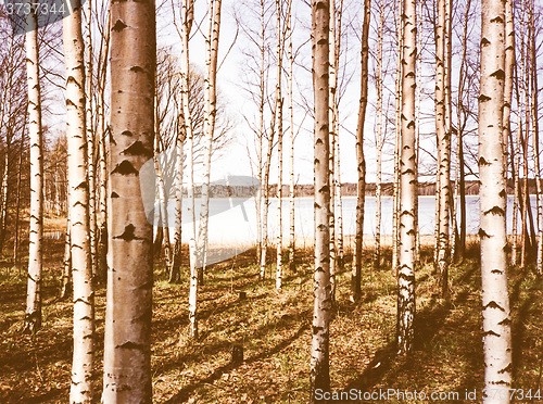 Image of Retro looking Birch trees
