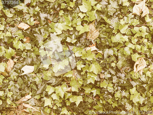 Image of Retro looking Green ivy background