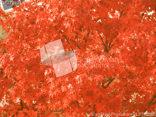 Image of Retro looking Maple leaves