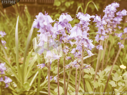 Image of Retro looking Mertensia virginica flower