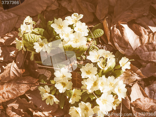 Image of Retro looking Primula flower