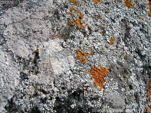 Image of lichen background