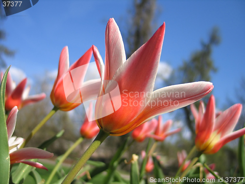 Image of blooming tulips