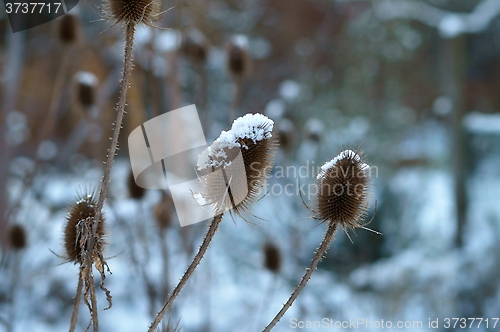 Image of wild teasel with snow dome (dipsacus fullonum)