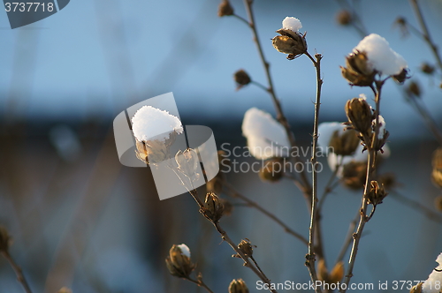 Image of hibiscus with snow dome