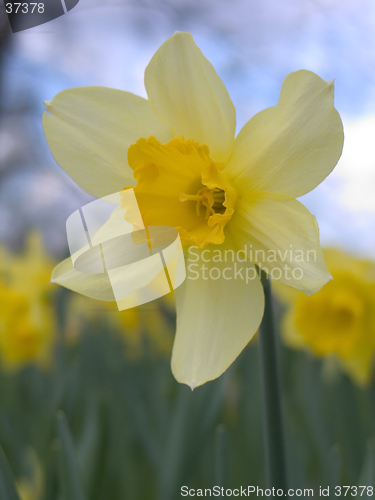 Image of single blooming narcissus