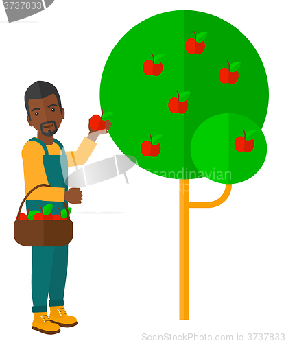 Image of Farmer collecting apples.